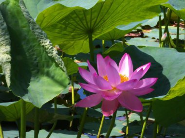 Lotus çiçekleri tam Bloom