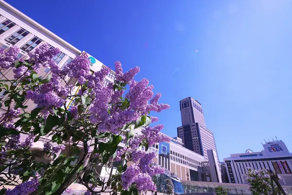 Mayıs 'ta JR Sapporo İstasyonu' nda leylaklar çiçek açacak