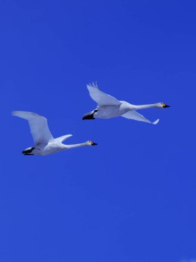 Güzel mavi gökyüzünde dans eden kuğular