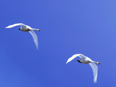 Güzel mavi gökyüzünde dans eden kuğular