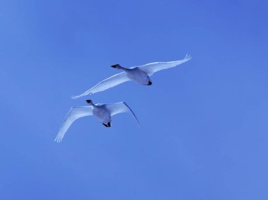 Güzel mavi gökyüzünde dans eden kuğular