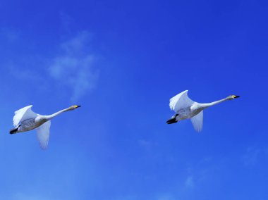 Güzel mavi gökyüzünde dans eden kuğular