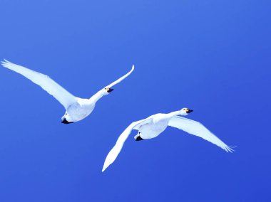 Güzel mavi gökyüzünde dans eden kuğular