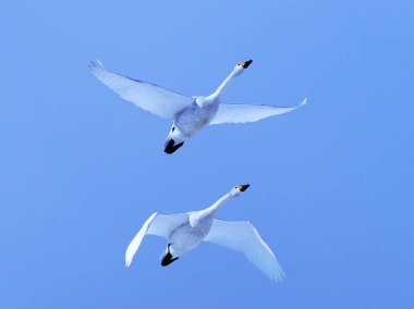 Güzel mavi gökyüzünde dans eden kuğular