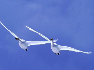 Güzel mavi gökyüzünde dans eden kuğular