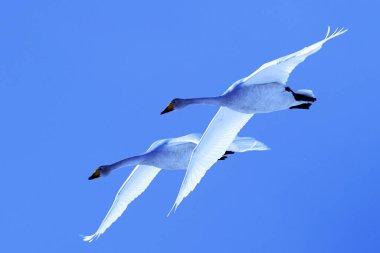 Güzel mavi gökyüzünde dans eden kuğular