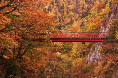 Jozankei Onsen 'deki Futami Askı Köprüsü parlak kırmızıya boyandı