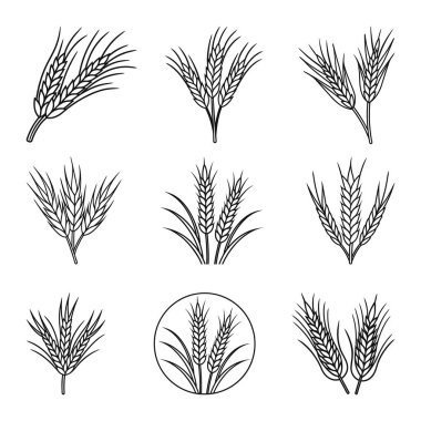 Buğday kulağı ikonu vektörü seti, Buğday ve Tahıl Simgeleri Toplama Vektörü İllüstrasyon Tarım ve Gıda Tasarımı, pirinç sapı, ekmek, yiyecek, hasat sembolü