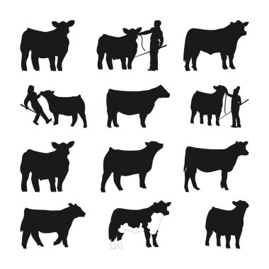 Steer Silhouette SVG 'yi, Sığır Şovu Siluetini, İnek İneği Siluetlerini Göster, Düve Vektörünü Göster, Hayvancılık