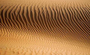 Güneşli bir çölde altın kum tepeleri, rüzgarın oluşturduğu karmaşık dalgalanma şekillerini sergiliyor..