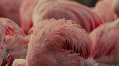 Flamingo pembe tropikal kuş bakımı vahşi yaşam videosu