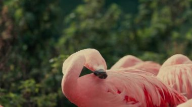 Flamingo pembe tropikal kuş vahşi yaşam videosu