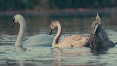 Gölde beslenen kuğular