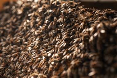 Bal arıları, arı kovanları, böcekler