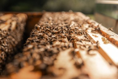 Arı kovanındaki bal arılarının yakın plan fotoğrafı, arı yetiştiricisi, küçük böcekler.