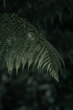 Yeşil eğreltiotu bitkisi, eğreltiotu yaprakları, yabani bitkiler, orman tabanı