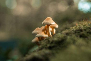 Orman zeminindeki bir kümede küçük mantar mantarları