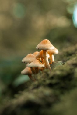 Orman zeminindeki bir kümede küçük mantar mantarları