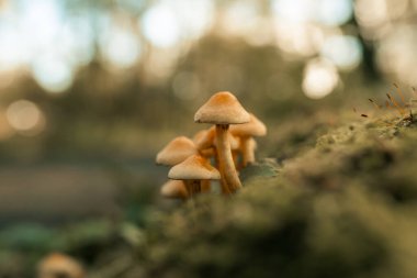 Bir kütükte yetişen mantarlar, doğada yetişen yabani mantar bitkileri, makro manzara, orman zeminleri, orman düzeni.