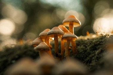 Bir kütükte yetişen mantarlar, doğada yetişen yabani mantar bitkileri, makro manzara, orman zeminleri, orman düzeni.