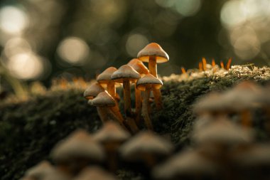 Bir kütükte yetişen mantarlar, doğada yetişen yabani mantar bitkileri, makro manzara, orman zeminleri, orman düzeni.