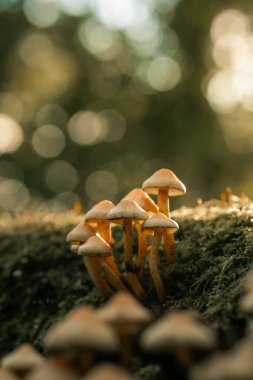 Bir kütükte yetişen mantarlar, doğada yetişen yabani mantarlar, makro sahne, orman zeminleri, ormanlık alan, sabah güneşi, akşam gün batımı altın saati