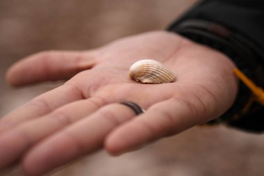 Deniz kabuğu bir elin içinde tutuluyor, küçük beyaz deniz kabuğu, deniz kabuğu