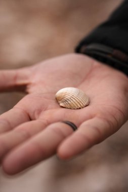 Deniz kabuğu bir elin içinde tutuluyor, küçük beyaz deniz kabuğu, deniz kabuğu