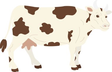 Beyaz arka planda kahverengi benekli beyaz inek