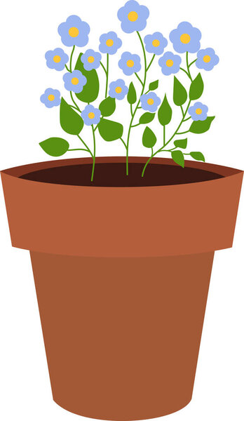 Blue flower in pot isolated in white background