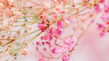 Çiçek arka planının mor ve pembe dalları