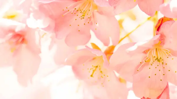 Beyaz arkaplan tasarımında şeftali rengi çiçek