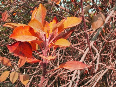 Kış yaprakları fotoğraf, kış yaprakları duvar kağıdı