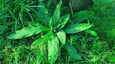 Doğa resmi, yeşil duvar kağıdı, yeşil çiçek fotoğrafı