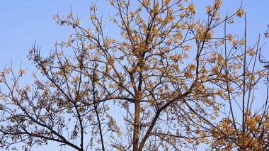 Ağaçlar ve mavi gökyüzü fotoğrafı, kış fotoğrafı koleksiyonu, ağaçlı gökyüzü duvar kağıdı.