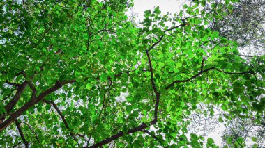 Ağacın dalları yapraklarla kaplı ve güneş ışığıyla parlıyor.