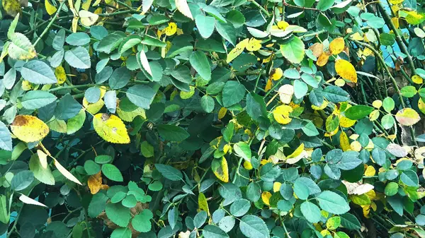 Güzel yeşil ve sarı yapraklı arka plan fotoğrafı, duvar kağıdı fotoğrafı