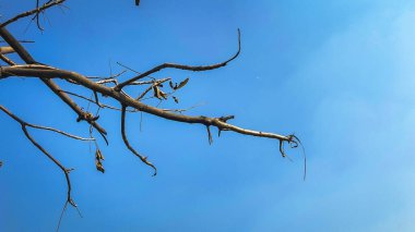 Kuru dalları olan parlak mavi bir gökyüzü.