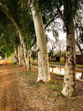 Küçük nehri olan güzel doğal okaliptüs ağaçları.
