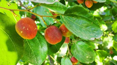 Olgunlaşmamış elmalar yeşil yapraklarda