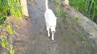 Yeşil alan arkaplan görüntüsünde beyaz köpek