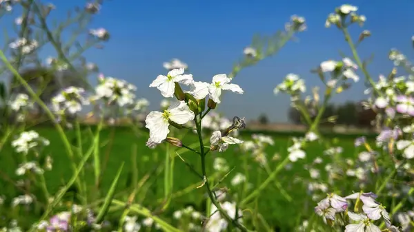 Yeşil tarlaları ve parlak mavi gökyüzü olan güzel beyaz çiçek.