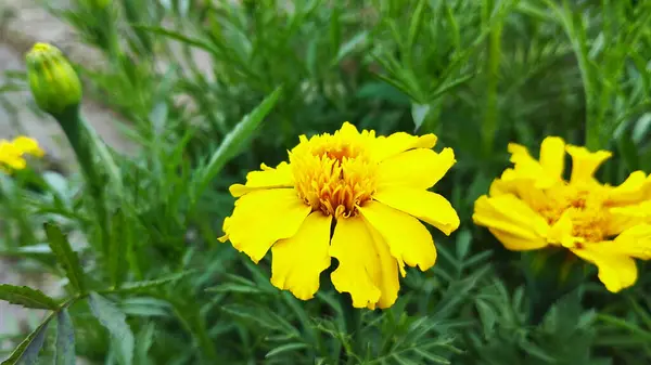 Yeşil yapraklı birkaç sarı çiçek.