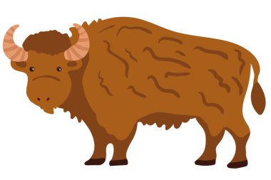 Kürklü küçük boynuzları olan kahverengi bizon ya da bizon vektörü beyaz bir arka planda duruyor. Vahşi yaşam ve doğa temaları için mükemmel.