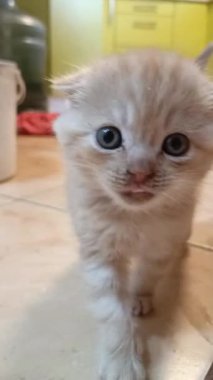 Küçük sevimli İskoç kedi yavrusu kameraya doğru yürüyor. Büyük mavi gözleri yerde yürüyor.