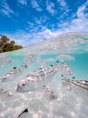 Under over photo of fish swimming at Whitehaven Beach in the Whitsundays, Queensland Australia clipart