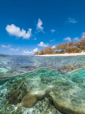 Green sea turtle swimming over coral at Lady Elliot Island on the Great Barrier Reef, Queensland Australia clipart