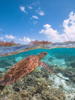 Green sea turtle swimming over coral at Lady Elliot Island on the Great Barrier Reef, Queensland Australia clipart