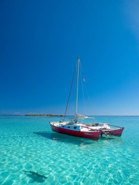 Reef sharks and stingrays swimming in blue waters of Moorea clipart