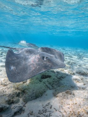 Resif köpekbalıklarının ve vatozların manzarası altında Bora Bora 'daki su altında ve teknede.
